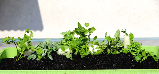 #slidecaption2 七草の種類